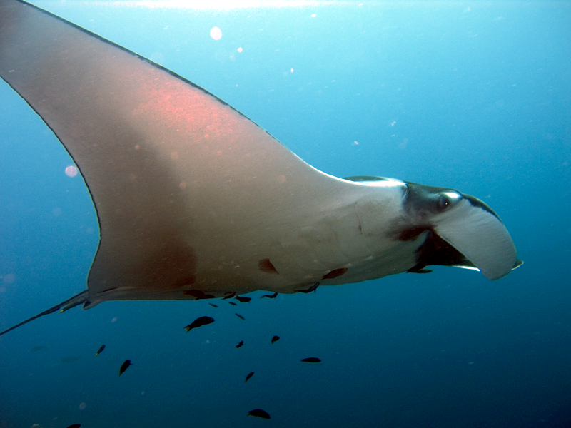 manta 